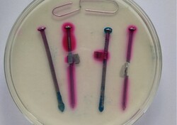 Badanie korozji metodami chemicznymi stali na podstawie zabarwienie odczynnika ferroksylowego: określenie obszar&oacute;w katodowych i anodowych. Laboratorium elektrochemii, ćwiczenie nr 5.